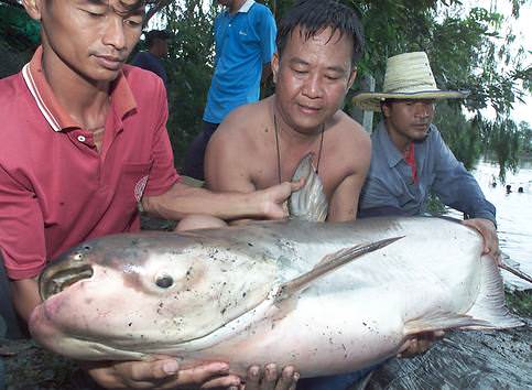 Die größten Tiere der Welt - der größte Süßwasser Fisch - Mekong-Riesenwels Die größten Tiere der Welt - der größte Süßwasser Fisch - Mekong-Riesenwels