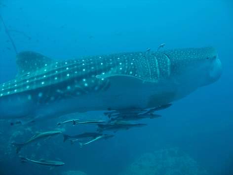 Die größten Tiere der Welt - der größte Salzwasser Fisch - Walhai Die größten Tiere der Welt - der größte Salzwasser Fisch - Walhai