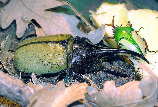 Die größten Tiere der Welt - die größten Insekten - Herkuleskäfer Die größten Tiere der Welt - die größten Insekten - Herkuleskäfer