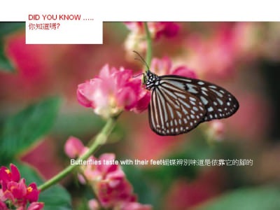 Dinge die man wissen sollte - Did you know - Wusstest du dass Dinge die man wissen sollte - Did you know - Wusstest du dass