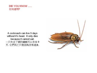 Dinge die man wissen sollte - Did you know - Wusstest du dass Dinge die man wissen sollte - Did you know - Wusstest du dass