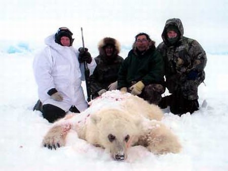 Eisbär - Riesen Bär - Größter Bär der Welt