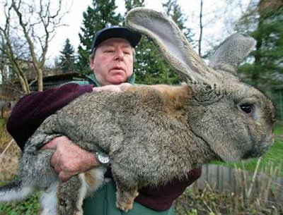 riesen_hase_giant_rabbit_Lapin_Robert.jpg