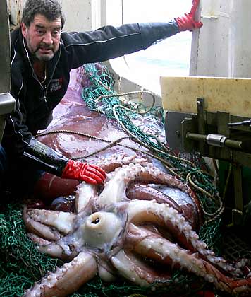 Riesenkalmar - Riesenkrake - giant squid Riesenkalmar - Riesenkrake - giant squid