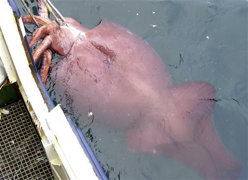 Riesenkalmar - Riesenkrake - giant squid Riesenkalmar - Riesenkrake - giant squid
