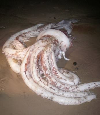 Riesenkalmar - Riesenkrake - giant squid Riesenkalmar - Riesenkrake - giant squid