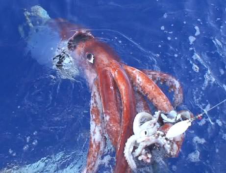 Riesenkalmar - Riesenkrake - giant squid Riesenkalmar - Riesenkrake - giant squid