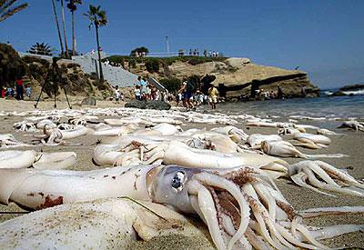 Riesenkalmar - Riesenkrake - giant squid