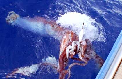 Riesenkalmar - Riesenkrake - giant squid Riesenkalmar - Riesenkrake - giant squid