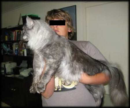Maine-Coone-Katze - Riesenkatzen - die groessten Hauskatzen der Welt