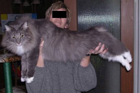 Norwegische-Katze - Riesenkatzen - die groessten Hauskatzen der Welt