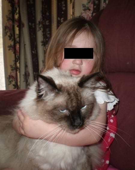 Ragdoll-Katze - Riesenkatzen - die groessten Hauskatzen der Welt