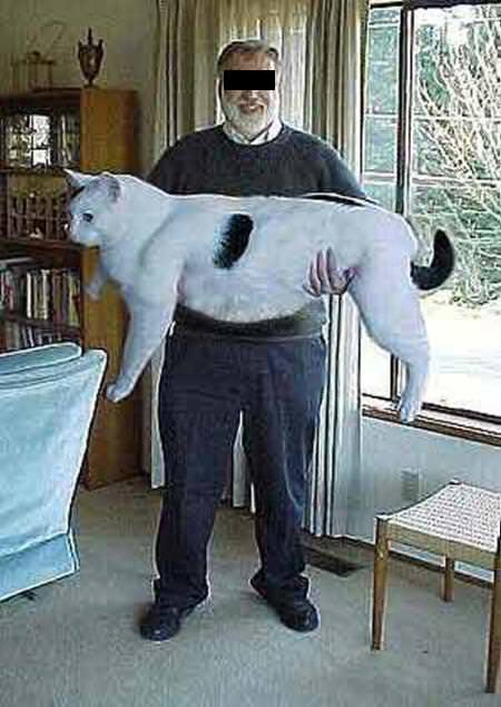 Riesenkatzen - die groessten Hauskatzen der Welt