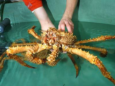Riesenkrabben - Riesenkrebse - Monsterkrabben Riesenkrabben - Riesenkrebse - Monsterkrabben