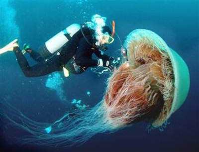 Riesenqualle - Riesen Qualle - Giant Jellyfish - Staatsqualle Riesenqualle - Riesen Qualle - Giant Jellyfish - Staatsqualle