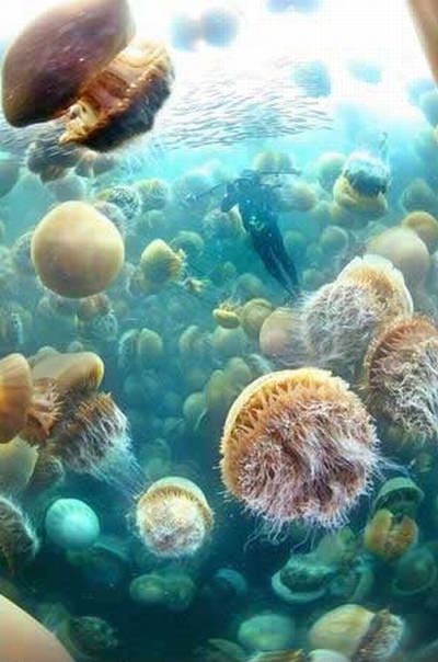 Riesenqualle - Riesen Qualle - Giant Jellyfish - Staatsqualle Riesenqualle - Riesen Qualle - Giant Jellyfish - Staatsqualle