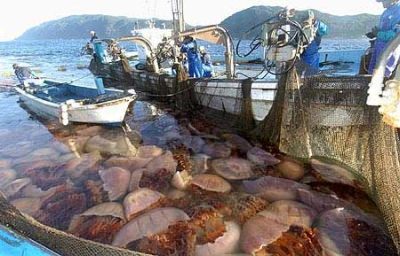 Riesenqualle - Riesen Qualle - Giant Jellyfish - Staatsqualle Riesenqualle - Riesen Qualle - Giant Jellyfish - Staatsqualle