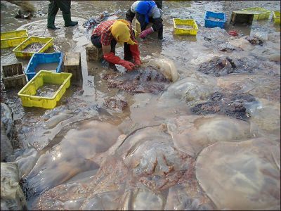 Riesenqualle - Riesen Qualle - Giant Jellyfish - Staatsqualle Riesenqualle - Riesen Qualle - Giant Jellyfish - Staatsqualle