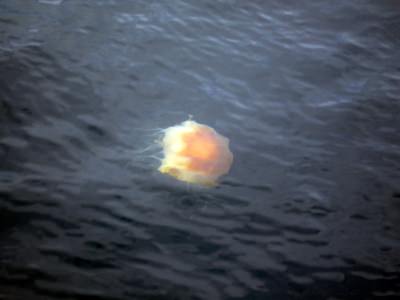 Riesenqualle - Riesen Qualle - Giant Jellyfish - Staatsqualle Riesenqualle - Riesen Qualle - Giant Jellyfish - Staatsqualle