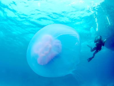 Riesenqualle - Riesen Qualle - Giant Jellyfish - Staatsqualle Riesenqualle - Riesen Qualle - Giant Jellyfish - Staatsqualle