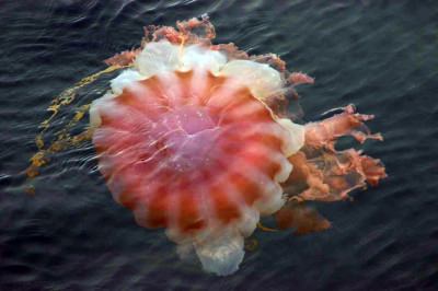Riesenqualle - Riesen Qualle - Giant Jellyfish - Staatsqualle Riesenqualle - Riesen Qualle - Giant Jellyfish - Staatsqualle
