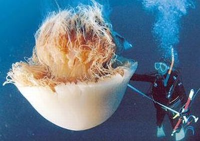 Riesenqualle - Riesen Qualle - Giant Jellyfish - Staatsqualle Riesenqualle - Riesen Qualle - Giant Jellyfish - Staatsqualle