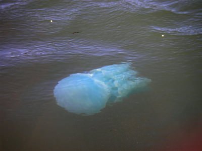 Riesenqualle - Riesen Qualle - Giant Jellyfish - Staatsqualle Riesenqualle - Riesen Qualle - Giant Jellyfish - Staatsqualle