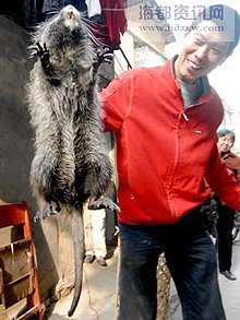 Riesenratte - größte Ratte der Welt Riesenratte - größte Ratte der Welt