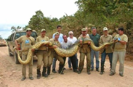 Riesenschlange - biggest snake anaconda - Anaconda