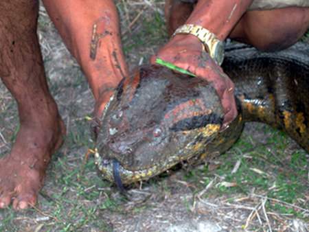 Riesenschlange - biggest snake anaconda - Anaconda