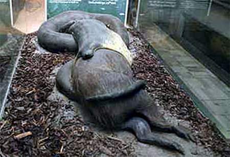 Riesenschlange - biggest snake anaconda - Anaconda