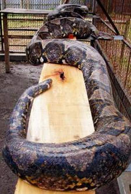 Riesenschlange - biggest snake python - Netzpython