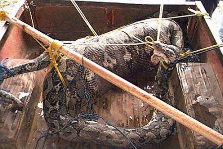 Riesenschlange - biggest snake python - Netzpython