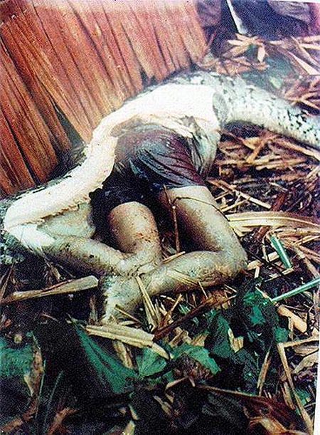 Riesenschlange - biggest snake python - Netzpython