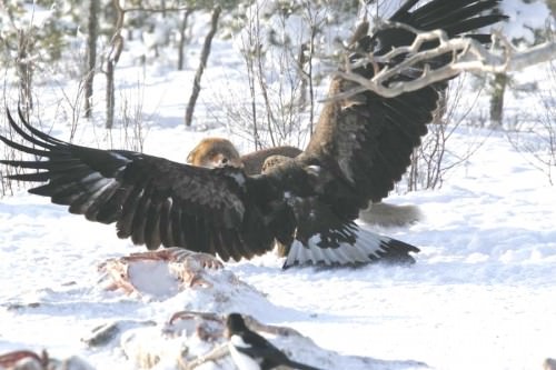 Adlerangriff - Adler greift Fuchs an - eagle attacks fox - Adlerattacke