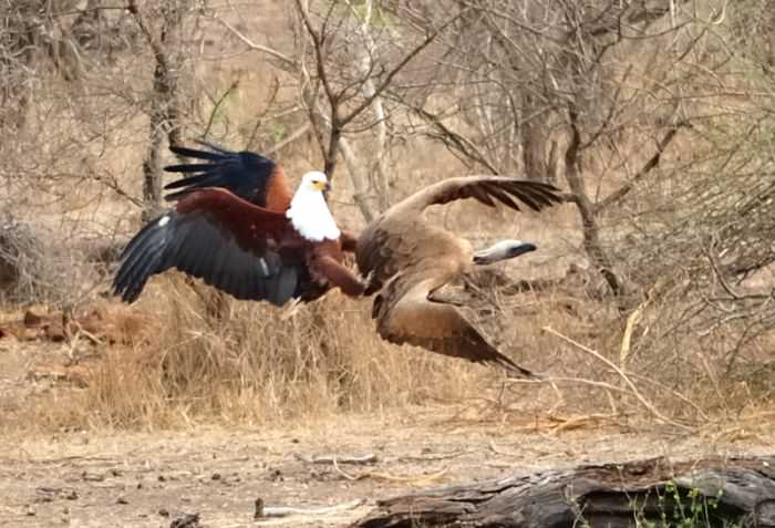Adlerangriff - Adler greift Geier an - eagle attacks vulture - Adlerattacke
