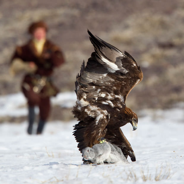 Adlerangriff - Adler greift Hase an - eagle attacks rabbit - Adlerattacke