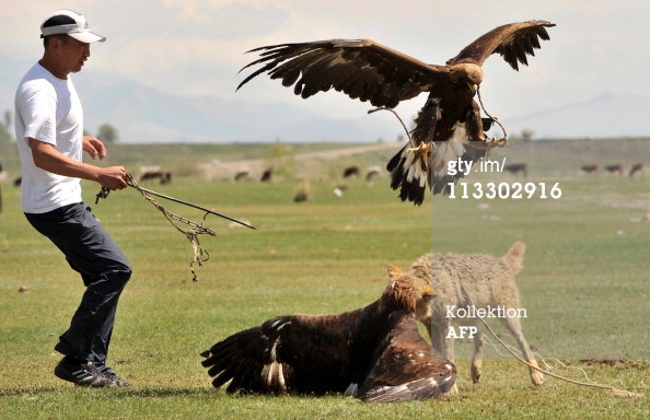Adlerangriff - Adler greift Hund an - eagle attacks dog - Adlerattacke