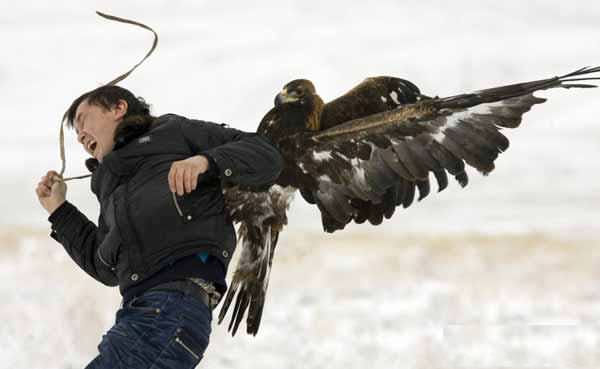 Adlerangriff - Adler greift Mensch an - eagle attacks human - Adlerattacke