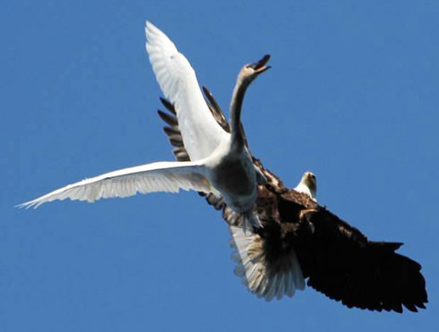 Adlerangriff - Adler greift Schwan an - eagle attacks swan - Adlerattacke
