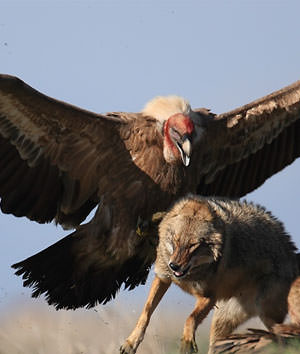 Adlerangriff - Adler greift Wolf an - eagle attacks wolf - Adlerattacke