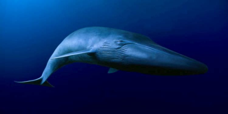 Blauwal - Blue Whale - das größte Tier aller Zeiten