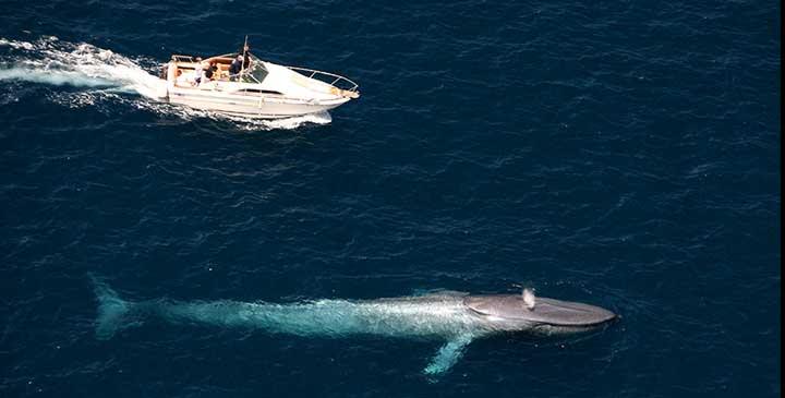 Blauwal - Blue Whale - das größte Tier aller Zeiten
