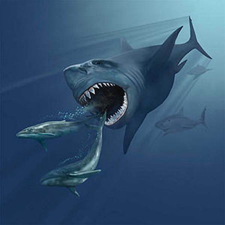 Megalodon - größter Hai - größter Fisch der Welt