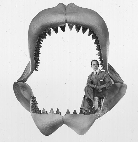Megalodon - größter Hai - größter Fisch der Welt - Gebiss - Kiefer