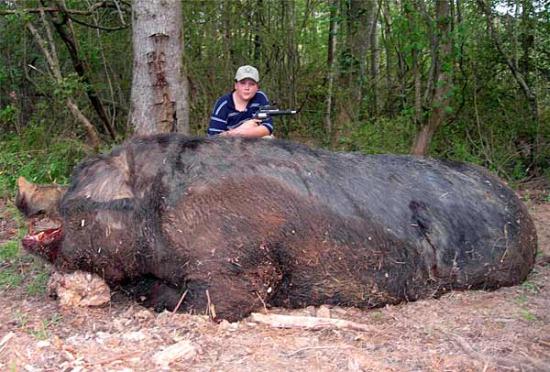 Riesen Wildschwein - das größte Wildschwein der Welt