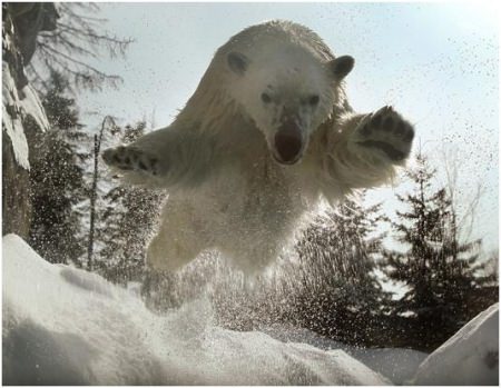 Eisbär - Riesen Bär - Größter Bär der Welt