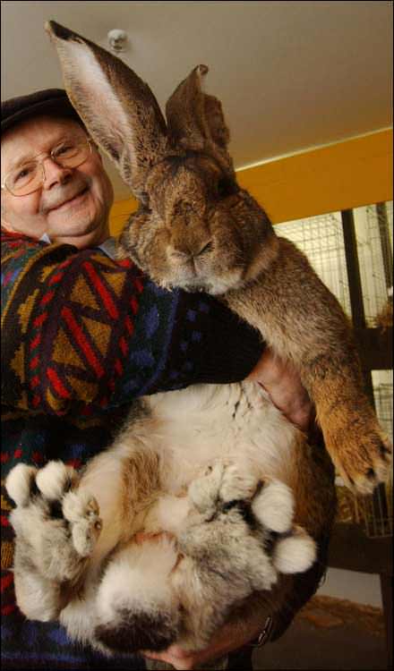 Riesen Hase - Giant Rabbit - der größte Hase der Welt