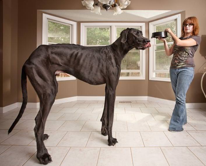 Riesenhunde - Riesenhund - großer Hund - die größten Hunde der Welt - Deutsche Dogge