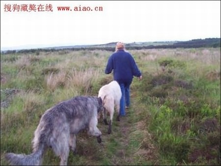 Riesenhunde - Riesenhund - großer Hund - die größten Hunde der Welt - Irischer Wolfshund
